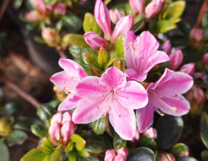 Azalka japonská ´Kermesina rose´