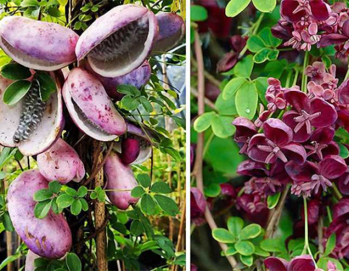 Akebia päťpočetná