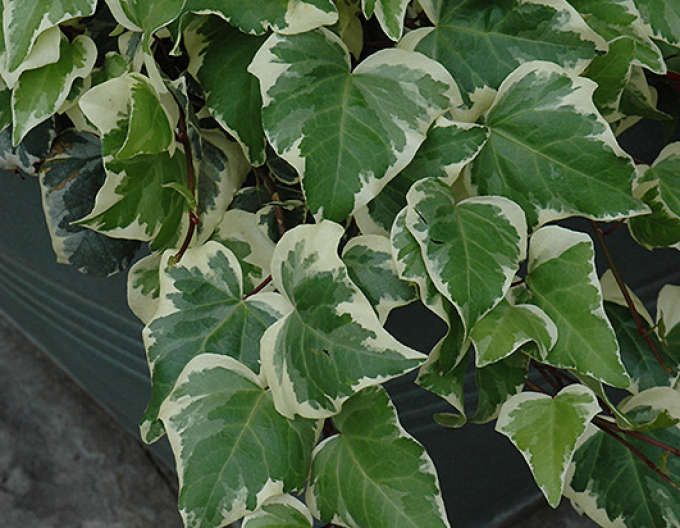 Brečtan alžírsky ´Gloire de Marengo´