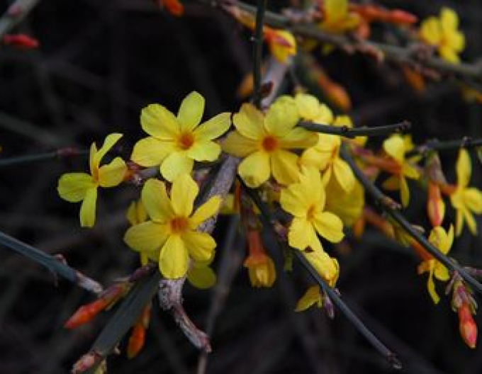 Jazmín ´Argenteomarginatum´