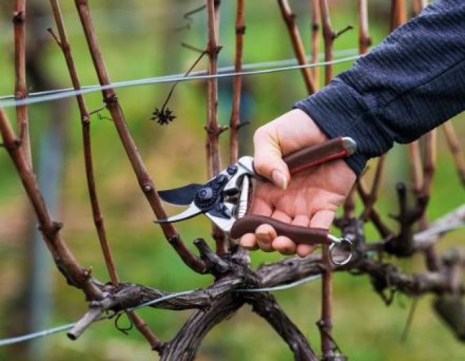 FELCO 6 Elite  Záhradné nožnice