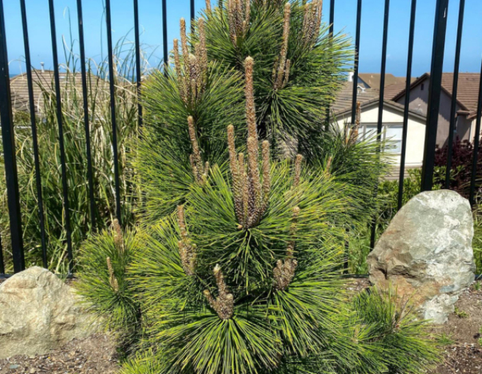 Borovica thunbergová Thunderhead