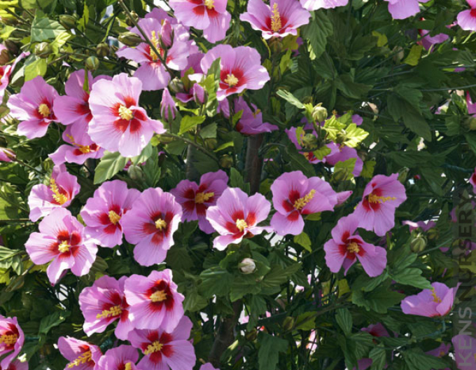 Ibištek sýrsky ´Aphrodite´