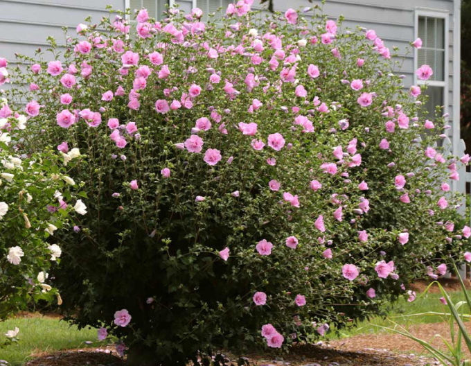 Ibištek sýrsky ´Aphrodite´