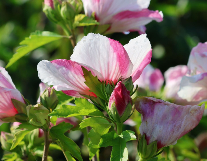 Ibištek sýrsky ´Hamabo´