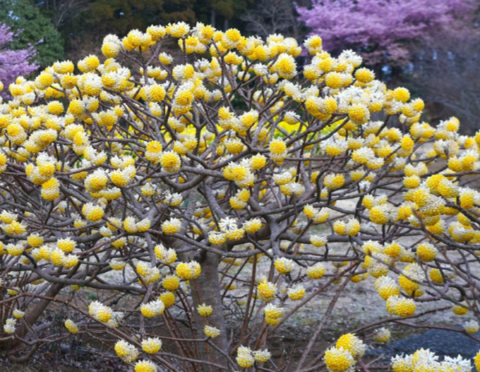 Edgeworthia ´Grandiflora´ - papierový ker