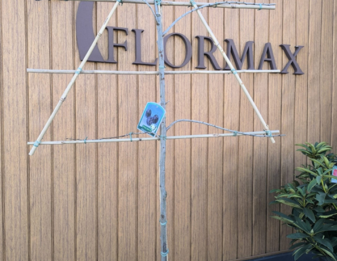 Čerešňa tvarovaná ´Schneiders Späte Knorpelkirsche´ - Špalliera