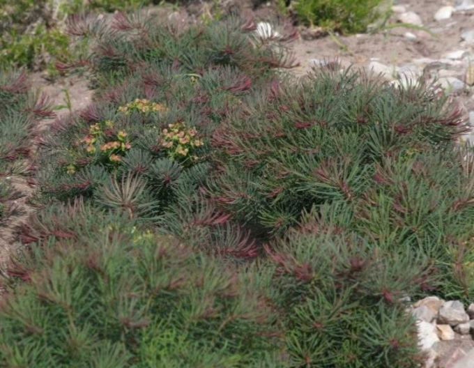 Mliečnik cyparissias ’Fens Ruby’