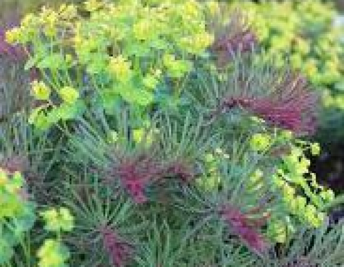Mliečnik cyparissias ’Fens Ruby’