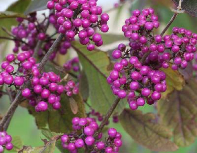 Krásnoplodka ´Giraldii´