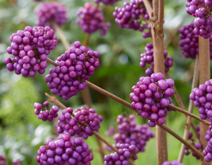 Krásnoplodka ´Giraldii´