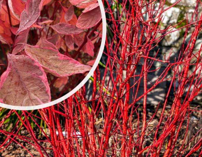 Svíb biely ´Miracle´