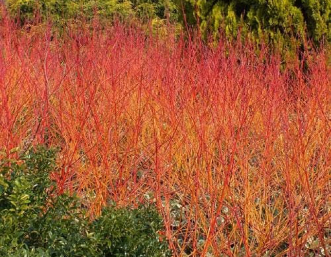 Svíb krvavý ´Anny Winter Orange´