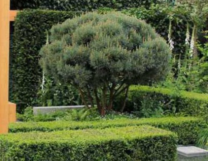 Borovica lesná ´Watererii´