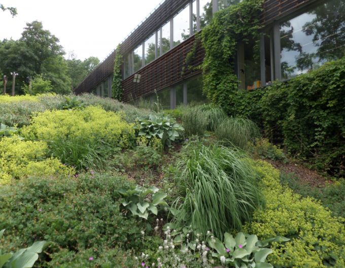 Brečtan popínavý Stena 180x120cm