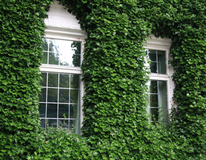 Brečtan popínavý Stena 180x120cm