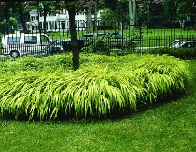 Rákosovka japonská ´Aureola´ 1,5l