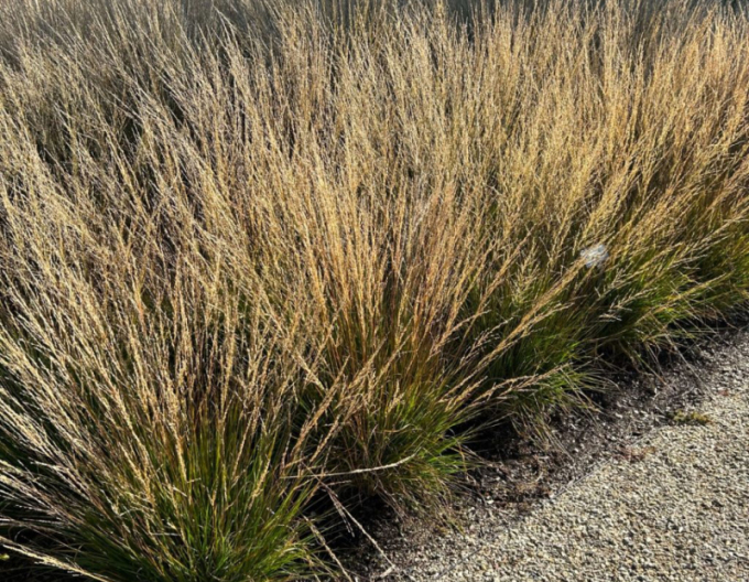 Bezkolenec ´Moorflamme´