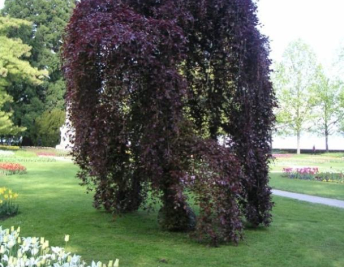 Buk lesný ´Haaren´