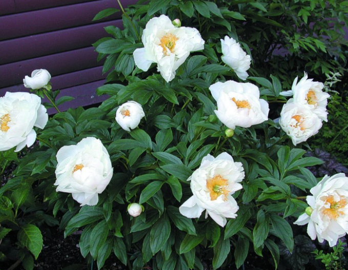 Pivonka čínska ´Miss America´