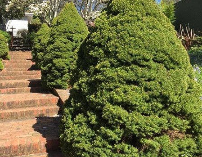 Smrek biely ´Conica´ 100 - 110cm