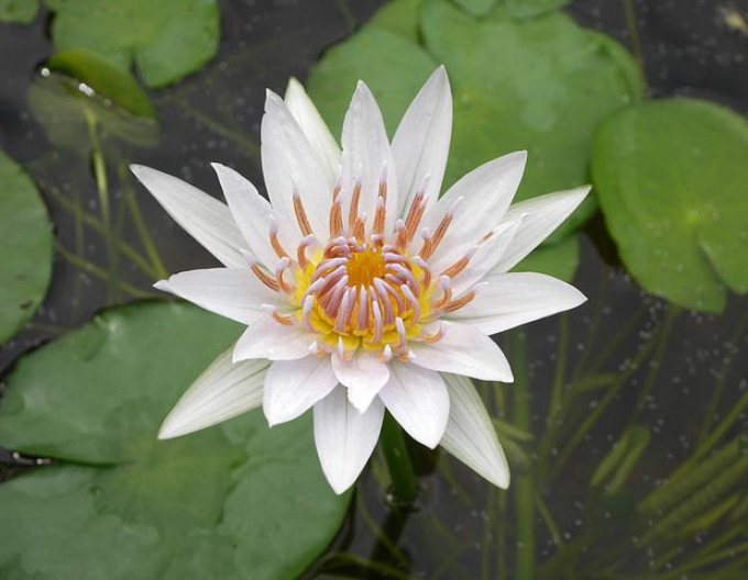 Lekno ´Alba Plenissima´