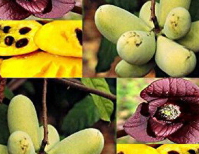 Asimina trojlaločná  - Banán Severu