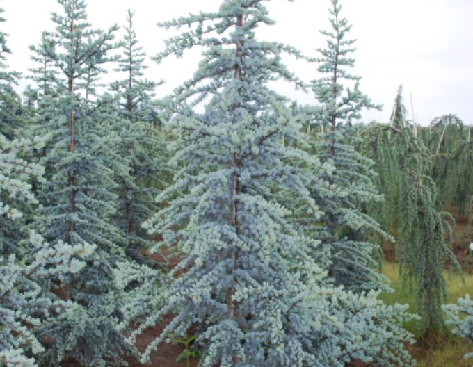 Céder atlantský ´Glauca´