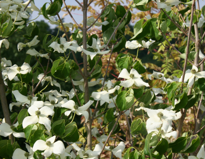 Drieň kousa China Girl