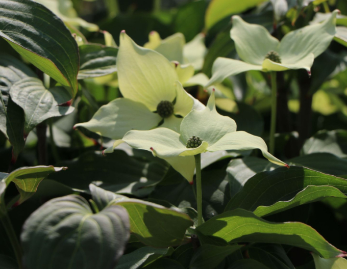 Drieň kousa Robert Select