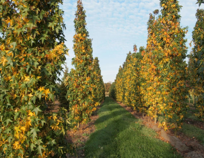 Ambrovník ´Slender Silhouette´ 200 - 250cm