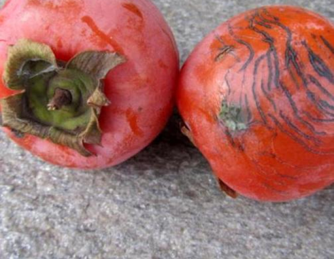 Hurmikaki ´Ragno´ na kmienku