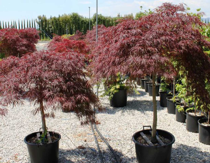 Javor dlaňovitolistý ´Garnet´ na kmienku 145cm