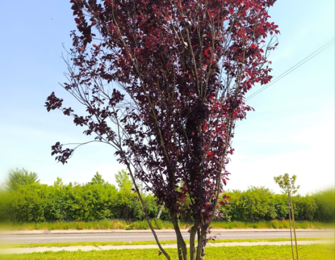 Slivka čerešňoplodá viackmenná
