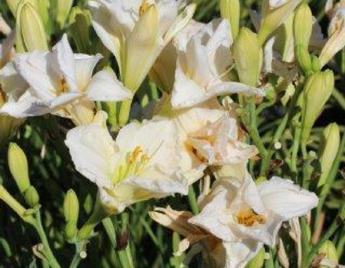 Ľaliovka ´Astolat´