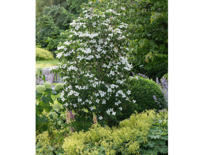 Drieň kousa ´Schmetterling´