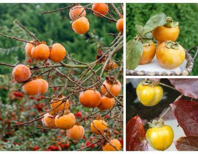 Hurmikaki ´CIOCCOLATINO´ na kmienku 18l