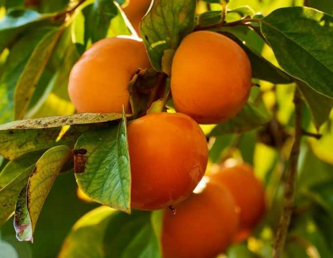 Hurmikaki ´Hanafujio´ na kmienku