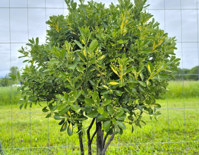 Bršlen japonský ´Livornese´