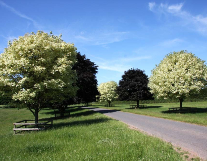 Javor mliečny ´Drummondii´