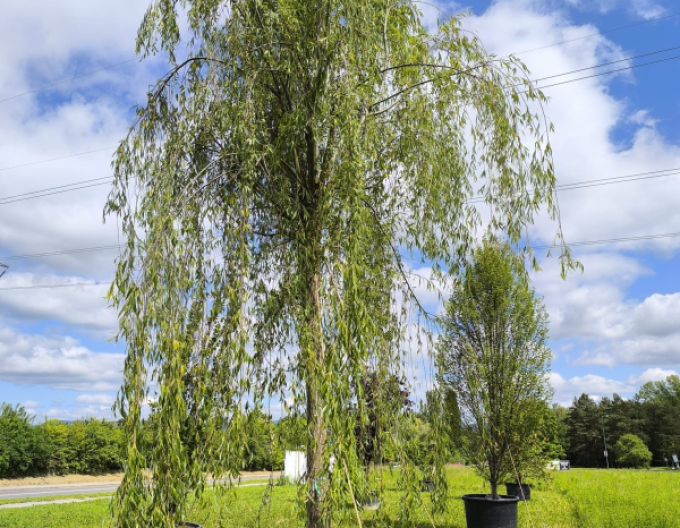 Vŕba previslá ’Pendula’