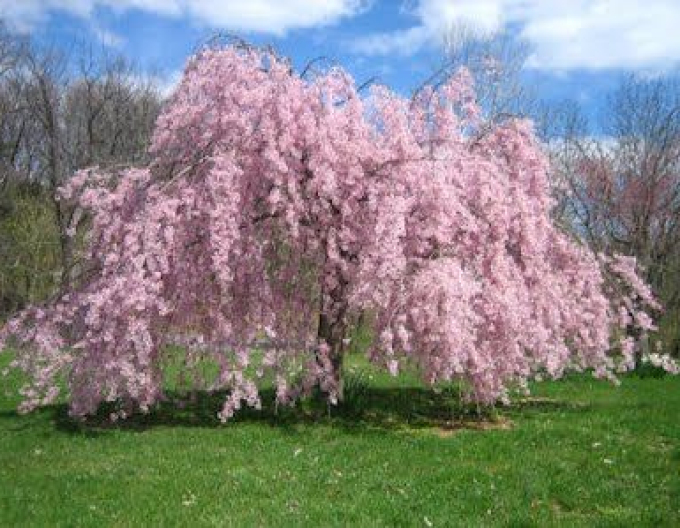 Višňa okrasná ´Pendula Rubra´ (Sakura)