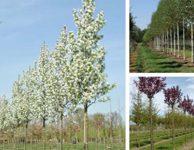 Jabloň okrasná ´Street Parade´