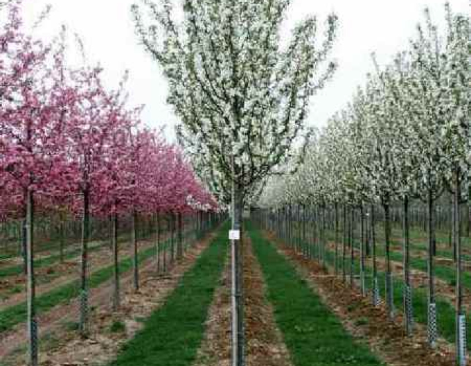 Jabloň okrasná ´Street Parade´