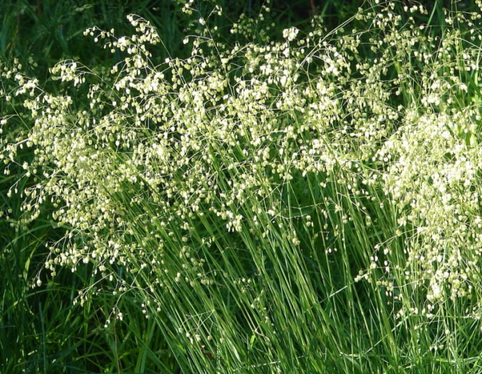 Kraslica prostredná 2l