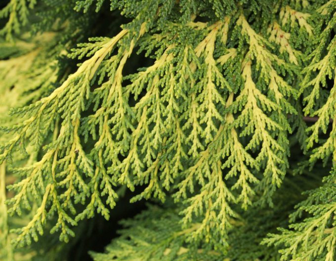 Cypruštek lawsonov ´Golden King´