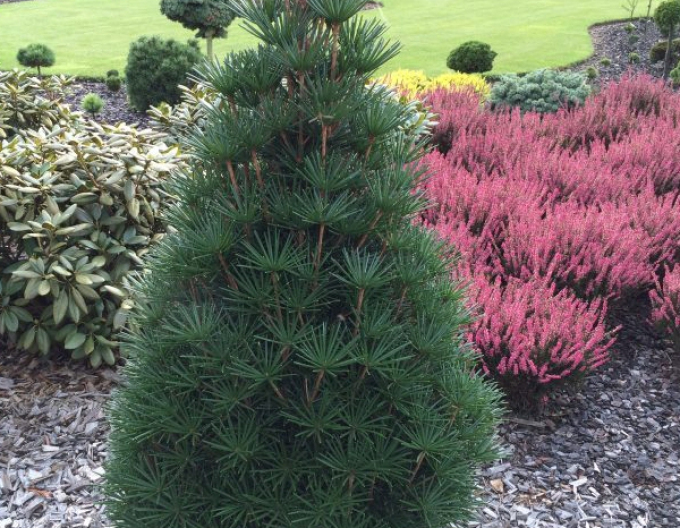 Dáždnikovec praslenovitý  60/80cm