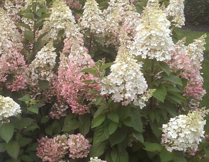 Hortenzia metlinatá ´Candlelight´