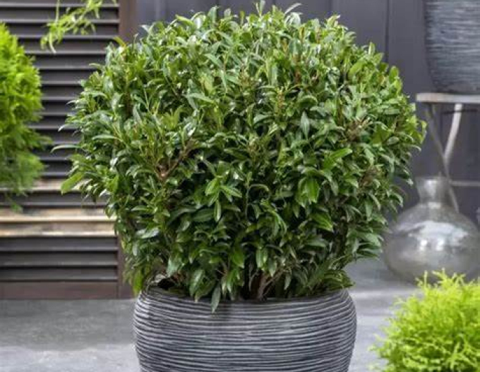 Vavrínovec lekársky ´Sofia´