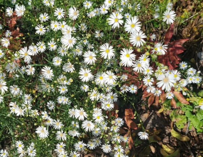 Astra ’Monte Cassino’